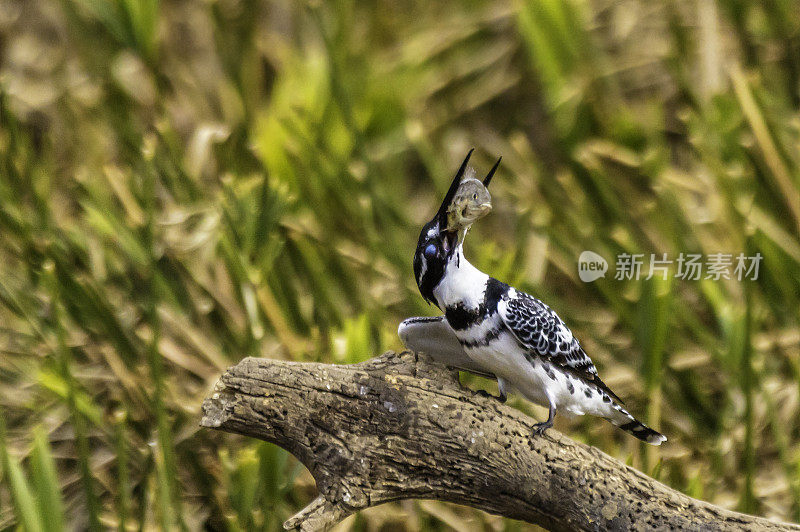 花衣魔笛手(Ceryle rudis)